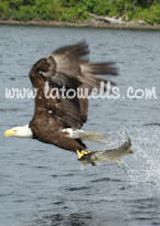 Eagle grabbing a fish from the lake